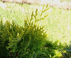 Platycladus orientalis