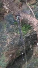 Protosticta gravelyi