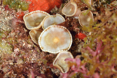 Palythoa grandis
