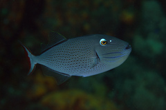Xanthichthys ringens