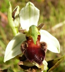 Ophrys apifera fulvofusca
