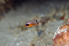 Apogon townsendi