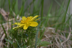 Adonis vernalis