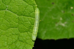 Orthosia incerta