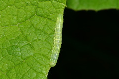 Orthosia incerta