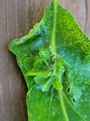 Andricus foliaformis