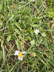 Bellis perennis