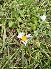 Bellis perennis