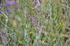 Astragalus tenuifolius