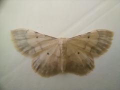 Idaea politaria