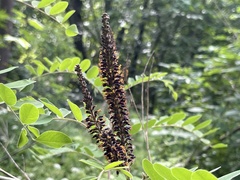 Amorpha fruticosa