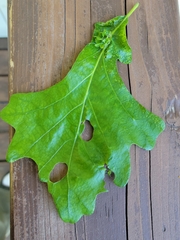 Andricus foliaformis