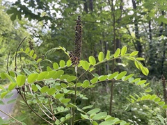 Amorpha fruticosa