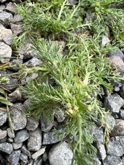 Matricaria discoidea