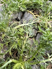 Matricaria discoidea