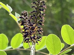 Amorpha fruticosa