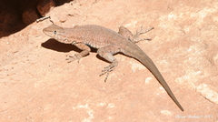 Uta stansburiana uniformis