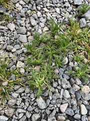 Matricaria discoidea