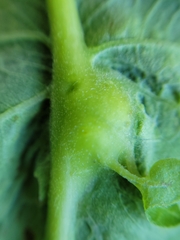 Andricus foliaformis