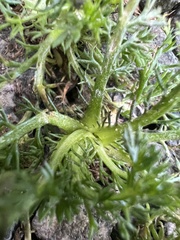 Matricaria discoidea