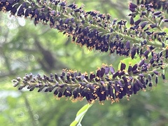 Amorpha fruticosa