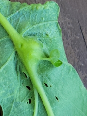 Andricus foliaformis