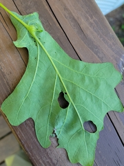 Andricus foliaformis