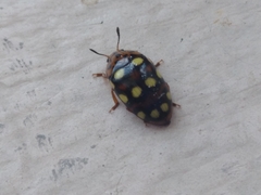 Mycotretus duodecemguttatus