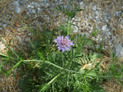 Scabiosa triandra