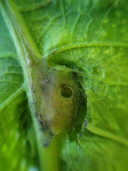 Andricus foliaformis