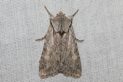 Lacinipolia patalis