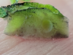 Andricus foliaformis