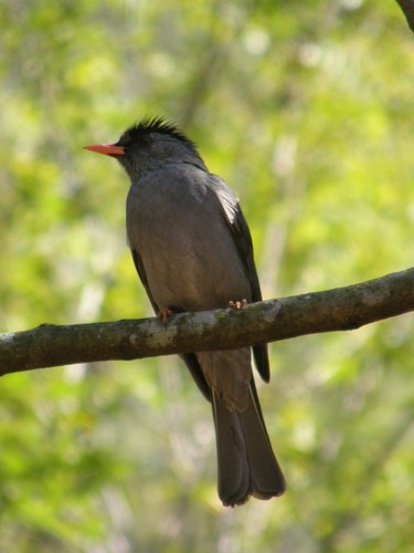Malagasy Bulbul