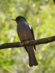Hypsipetes madagascariensis