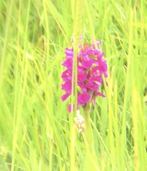 Dactylorhiza purpurella