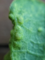 Andricus foliaformis