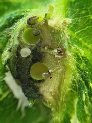 Andricus foliaformis