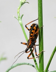 Rhynocoris rubricus