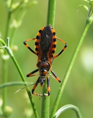 Rhynocoris rubricus
