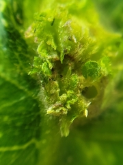 Andricus foliaformis