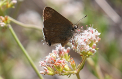 Satyrium tetra