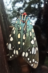 Callindra principalis
