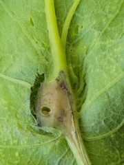 Andricus foliaformis