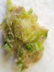 Andricus foliaformis