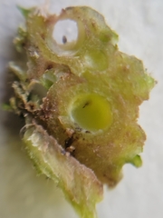 Andricus foliaformis