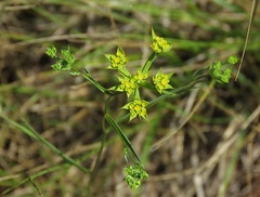 Bupleurum veronense