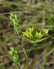 Bupleurum veronense