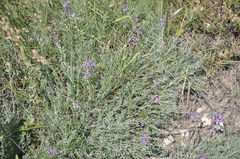 Astragalus tenuifolius