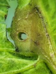 Andricus foliaformis