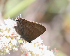 Satyrium tetra
